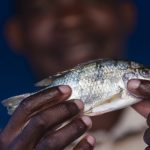 Vis gevangen op Lake Malawi
