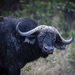 Buffel in Liwonde National Park