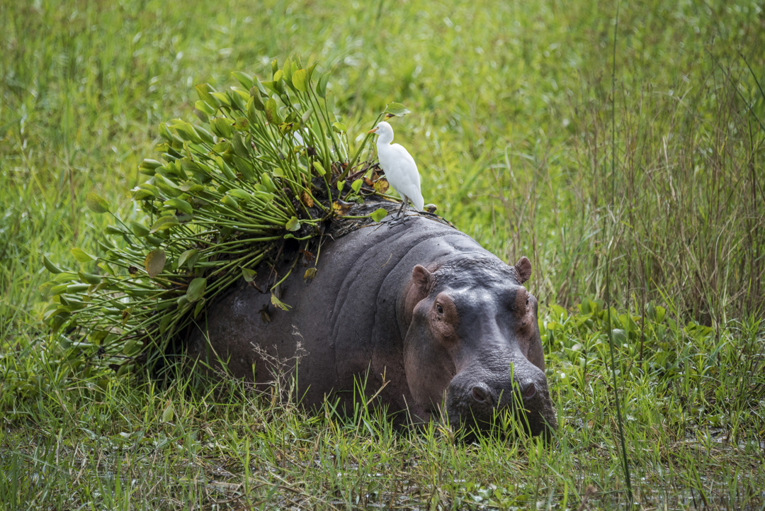 Wat te doen in Malawi: nijlpaard in Liwonde National Park
