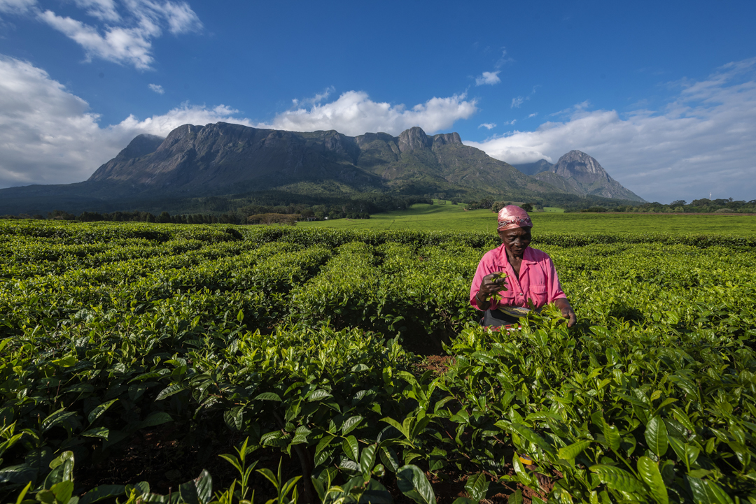 Wat te doen in Malawi: vrouw plukt thee met Mount Mulanje in de achtergrond