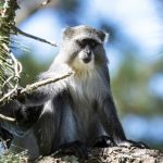 Wat te doen in Malawi: Samango Monkey in Zomba Forest Lodge