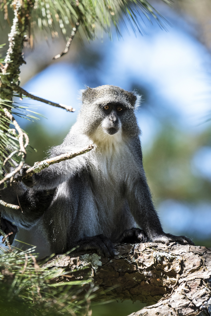 Wat te doen in Malawi: Samango Monkey in Zomba Forest Lodge
