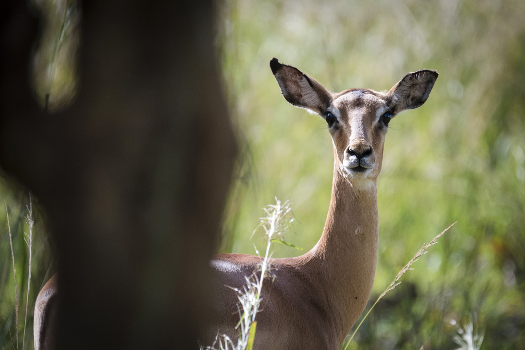 Op Safari in Malawi: Impala in Majete Wildlife Reserve