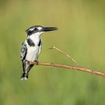 Kingfisher in Liwonde National Park Malawi