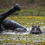 Op Safari in Malawi: Olifant met nijlpaard in een waterpoel