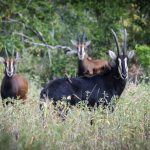 Op Safari in Malawi: Sabelantilopen in Liwonde National Park