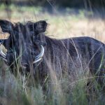 Wrattenzwijn verstopt zich in het gras in Liwonde National Park Malawi