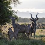 Familie Kudus eet van een boom in Liwonde National Park Malawi