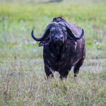 Op Safari in Malawi: Kaapse buffel in Liwonde National Park