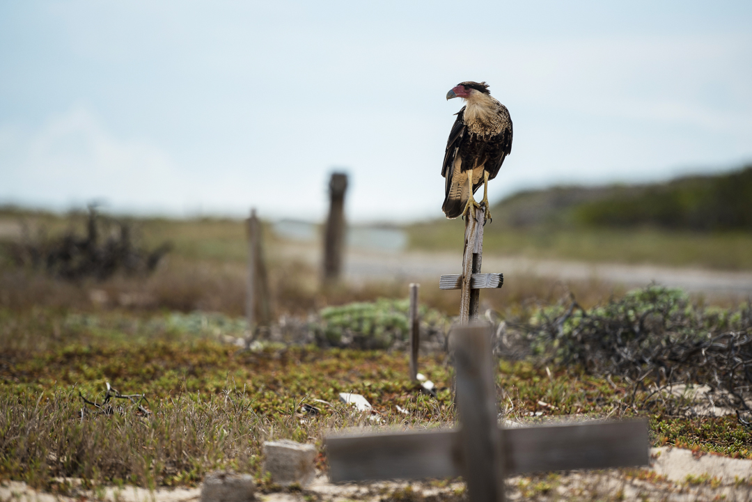Wat te doen in Aruba: Pet Cemetery Aruba met Caracara