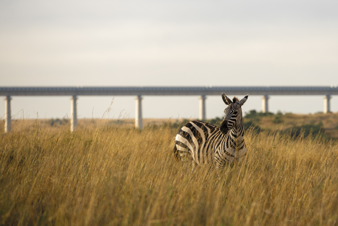 Nairobi National Park - Zebra naast spoorlijn