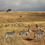 Kudde Zebra's in Nairobi National Park
