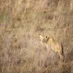 Leeuw in Nairobi National Park