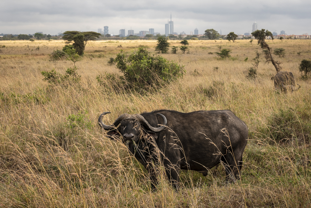 Wat te doen in Nairobi - Kaapse Buffel in Nairobi National Park
