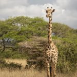 Giraf in Nairobi National Park