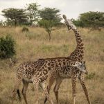 Vechtende giraffen in Nairobi National Park