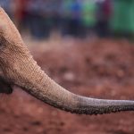 Jong olifantje met slurf in Sheldrick Elephant Orphanage Nairobi