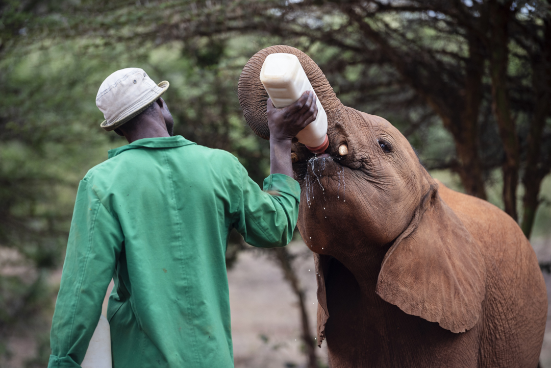 Wat te doen in Nairobi - Baby Olifant krijgt melk in Sheldrick Elephant Orphanage