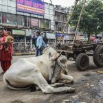 Heilige Koe in Paharganj New Delhi