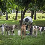 Man voert de straathonden in Lodi Garden