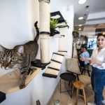Wat te doen in Genk - MAU-Kattencafé