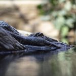 Lodz Orientarium - Krokodil