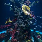 Lodz Orientarium - aquarium-2