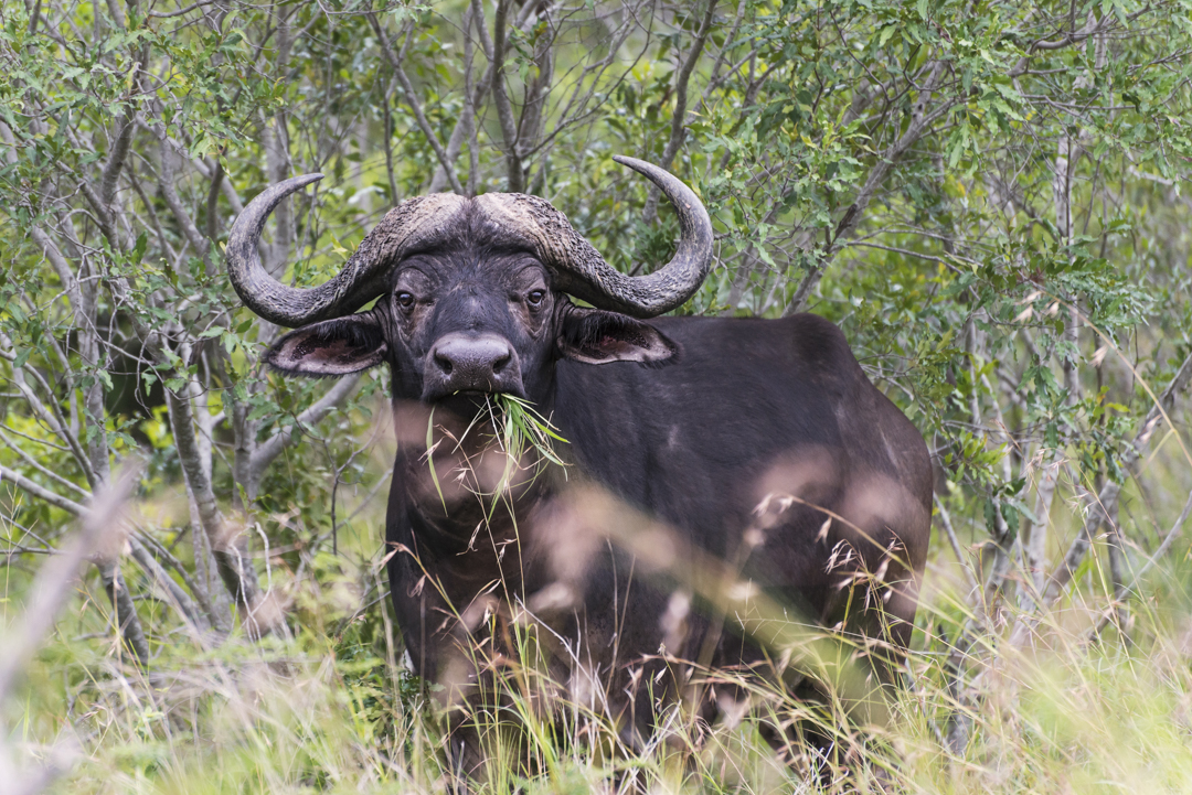 Eswatini - Buffel in Mkhaya Game Reserve