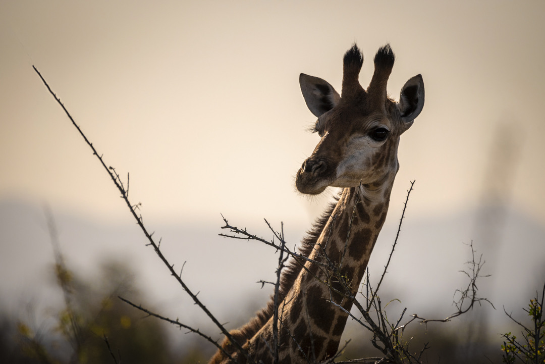 Eswatini - Giraf in Hlane Royal National Park