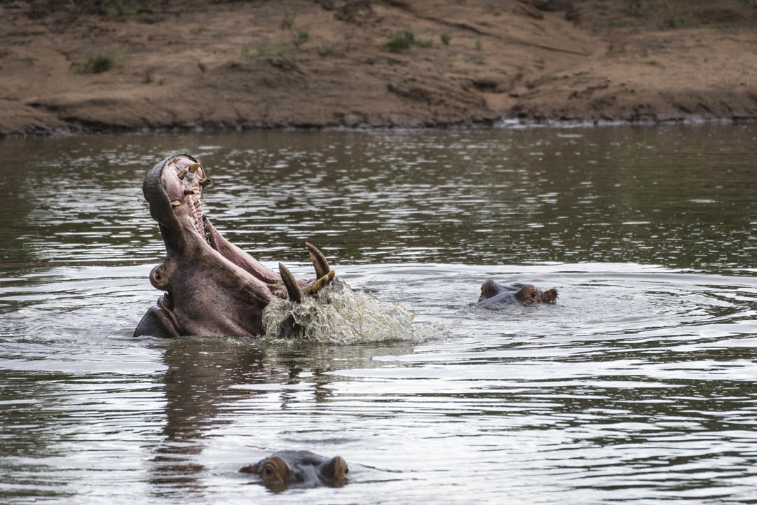 Eswatini - Nijlpaard in Mkhaya Game Reserve