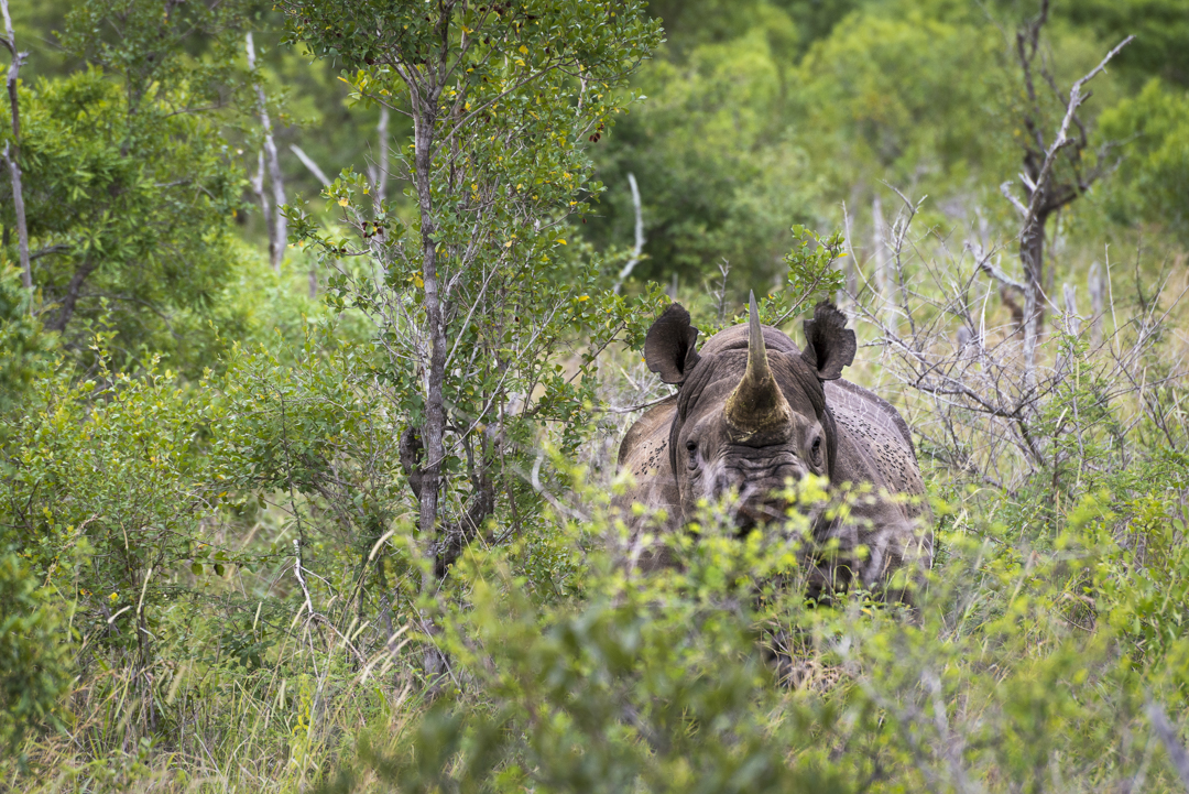 Eswatini - Zwarte Neushoorn in Mkhaya Game Reserve