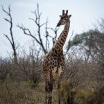 Wat te doen in Swaziland - Giraf in Hlane Royal National Park