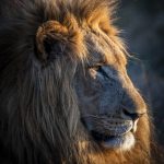 Wat te doen in Swaziland - Leeuw in Hlane Royal National Park
