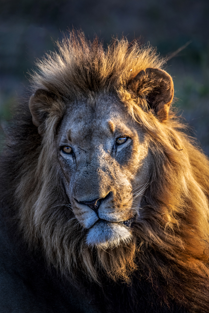 Wat te doen in Swaziland - Leeuw in Hlane Royal National Park-2