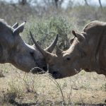 Wat te doen in Swaziland - Neushoorns op Rhino Walk in Hlane Royal National Park