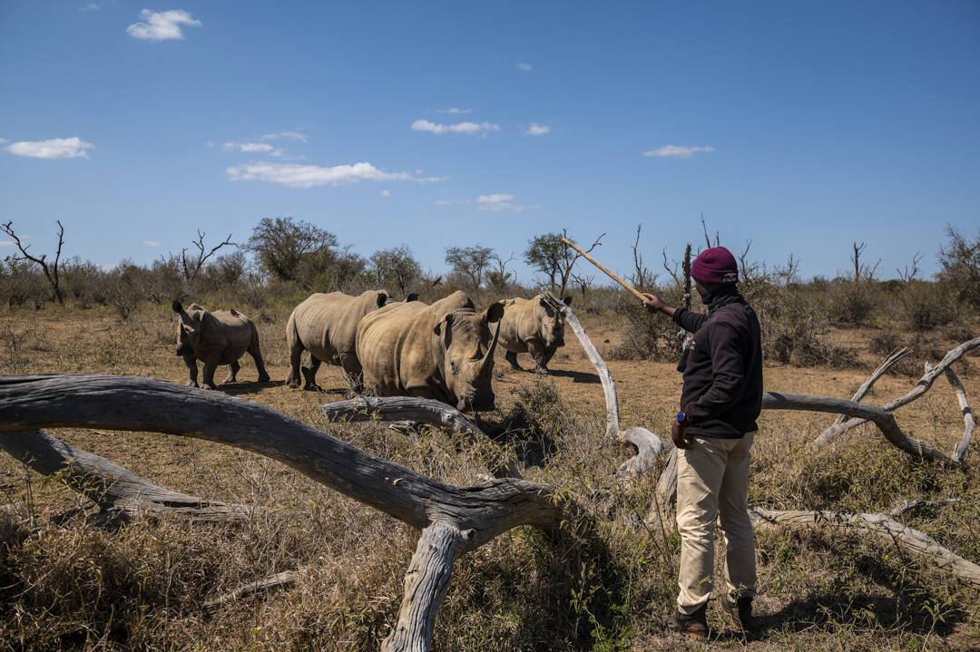 Wat te doen in Swaziland - Neushoorns op Rhino Walk in Hlane Royal National Park