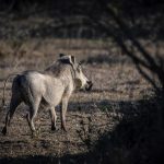Wat te doen in Swaziland - Wrattenzwijn Hlane Royal National Park