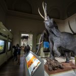 Wat te doen in Doornik - Natuurhistorisch Museum