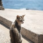 Wat te doen op Ile de Gorée - Straatkatten