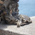 Wat te doen op Ile de Gorée - Straatkatten